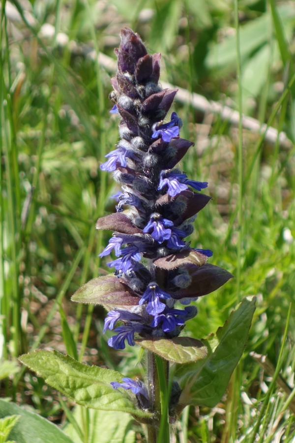 Image of Ajuga reptans specimen.