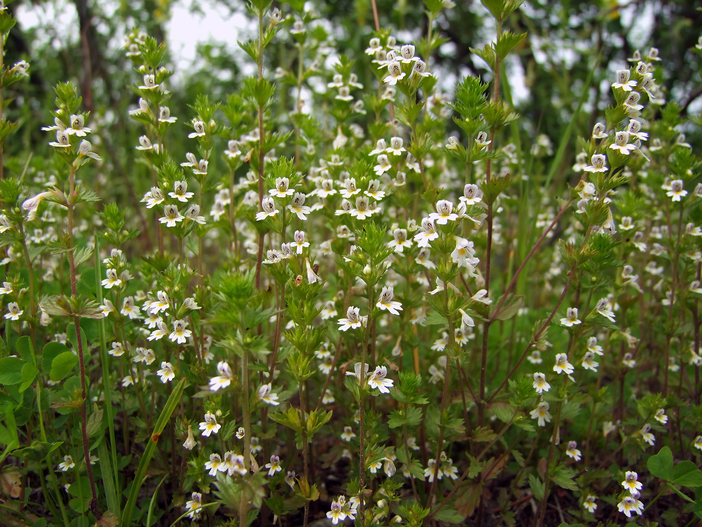 Изображение особи Euphrasia hyperborea.