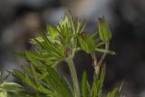 Geranium dissectum