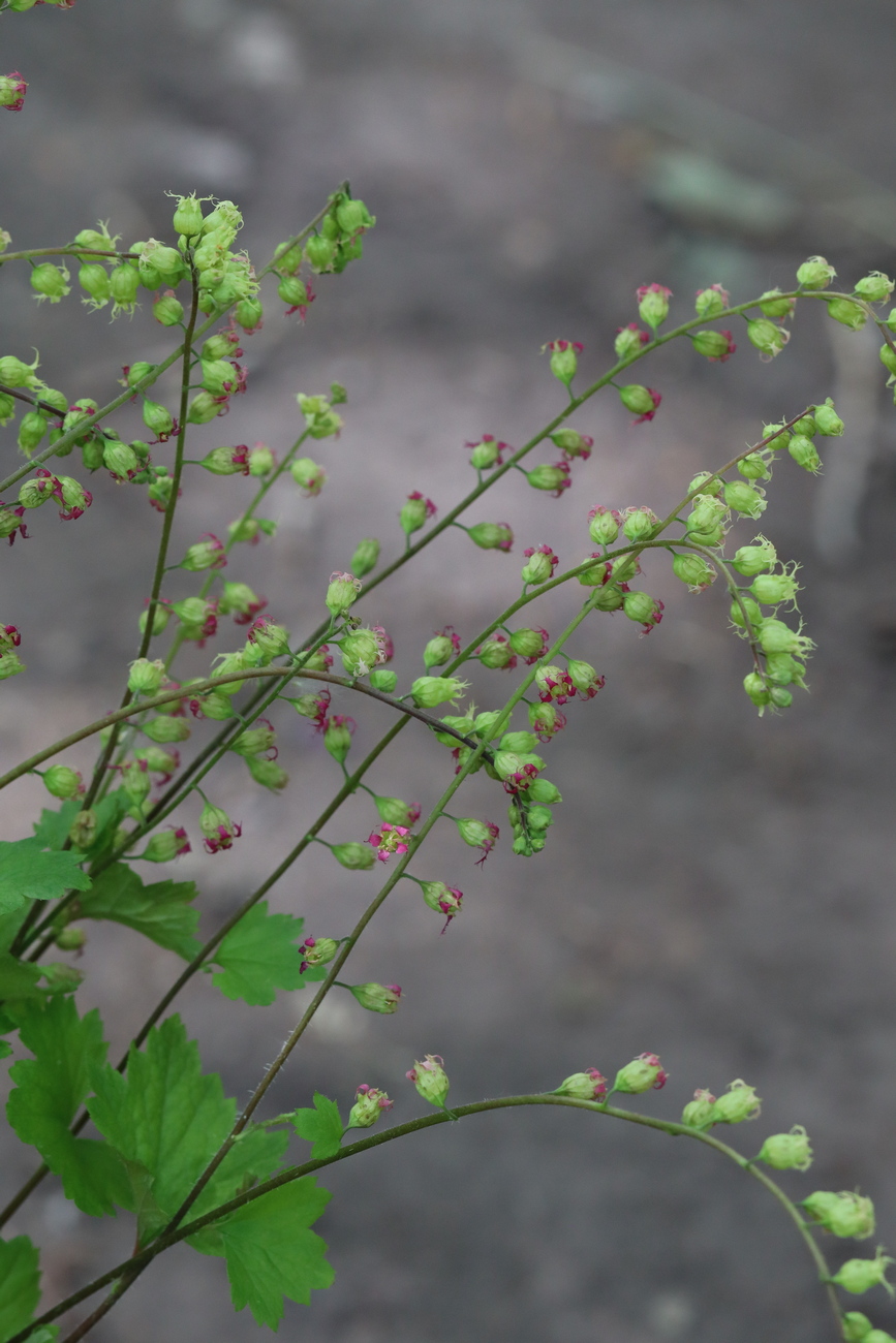 Изображение особи Tellima grandiflora.