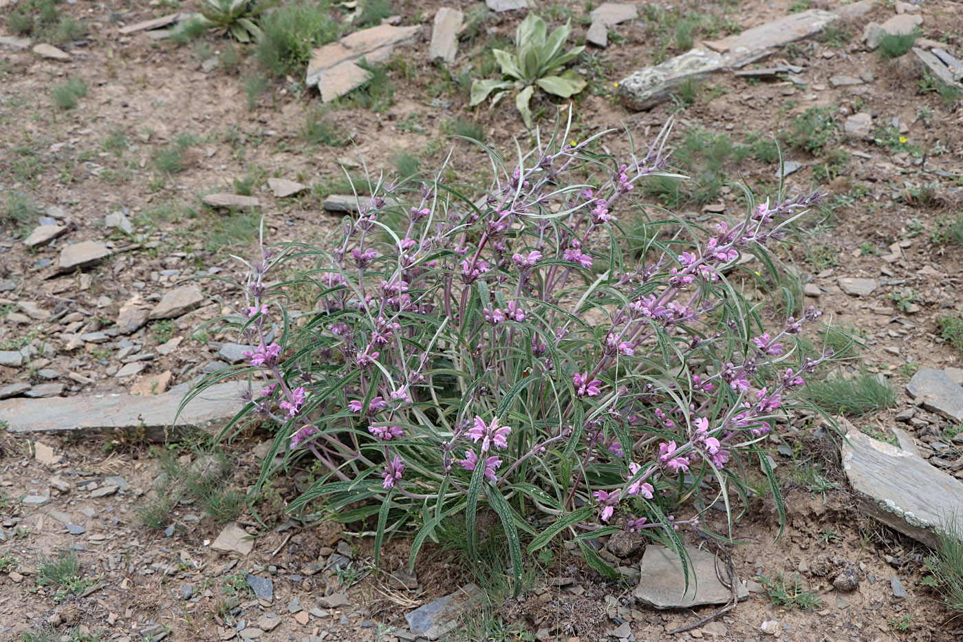 Изображение особи Phlomis linearifolia.
