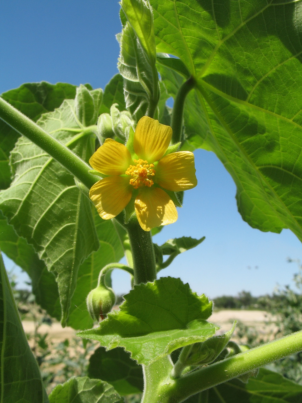 Image of Abutilon theophrasti specimen.