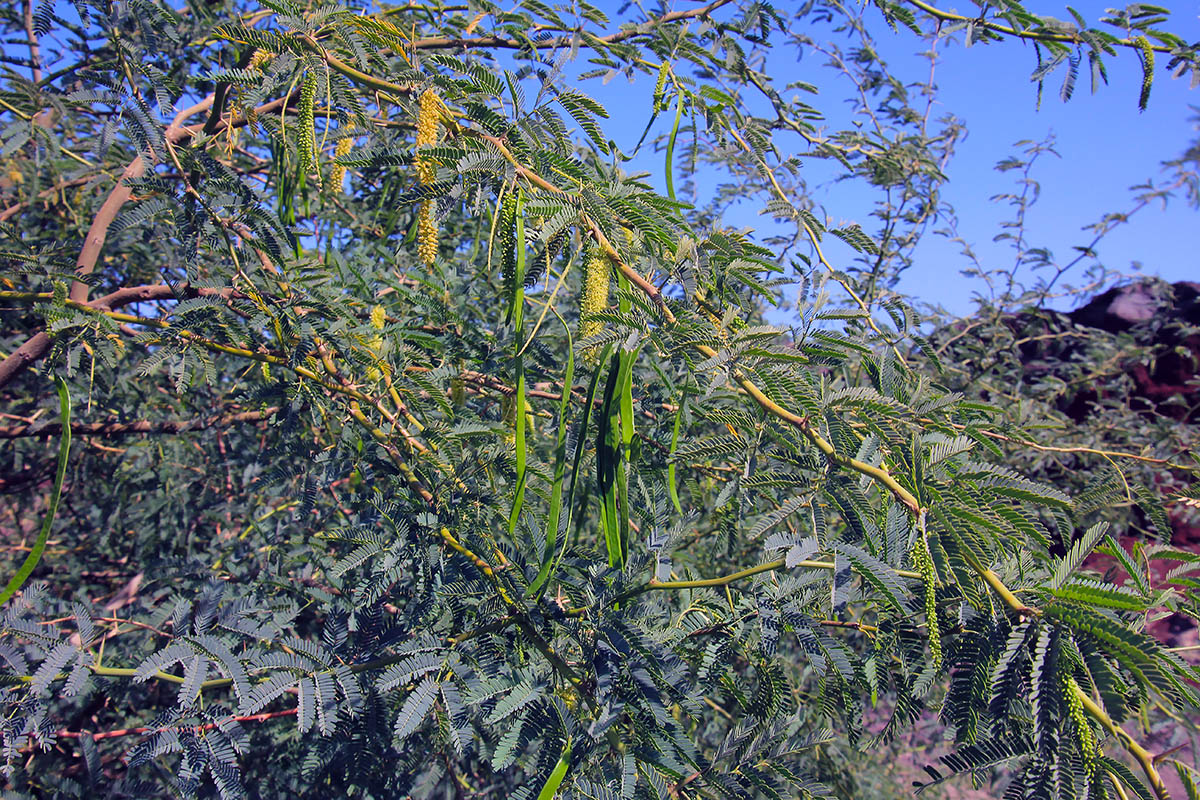 Изображение особи семейство Fabaceae.