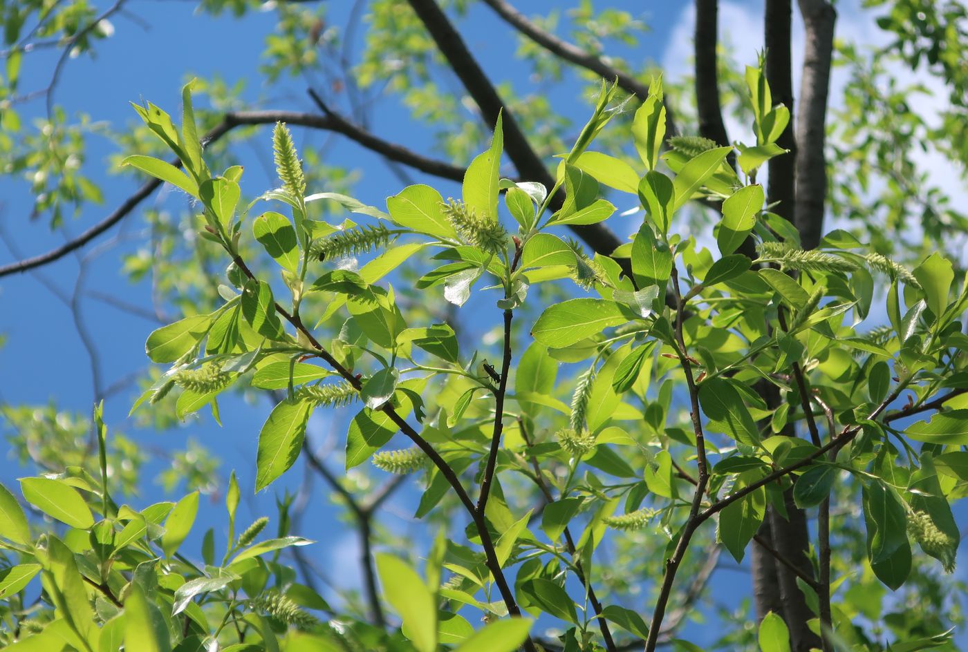 Image of Salix pentandra specimen.