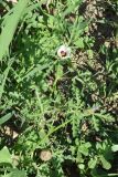 Hibiscus trionum