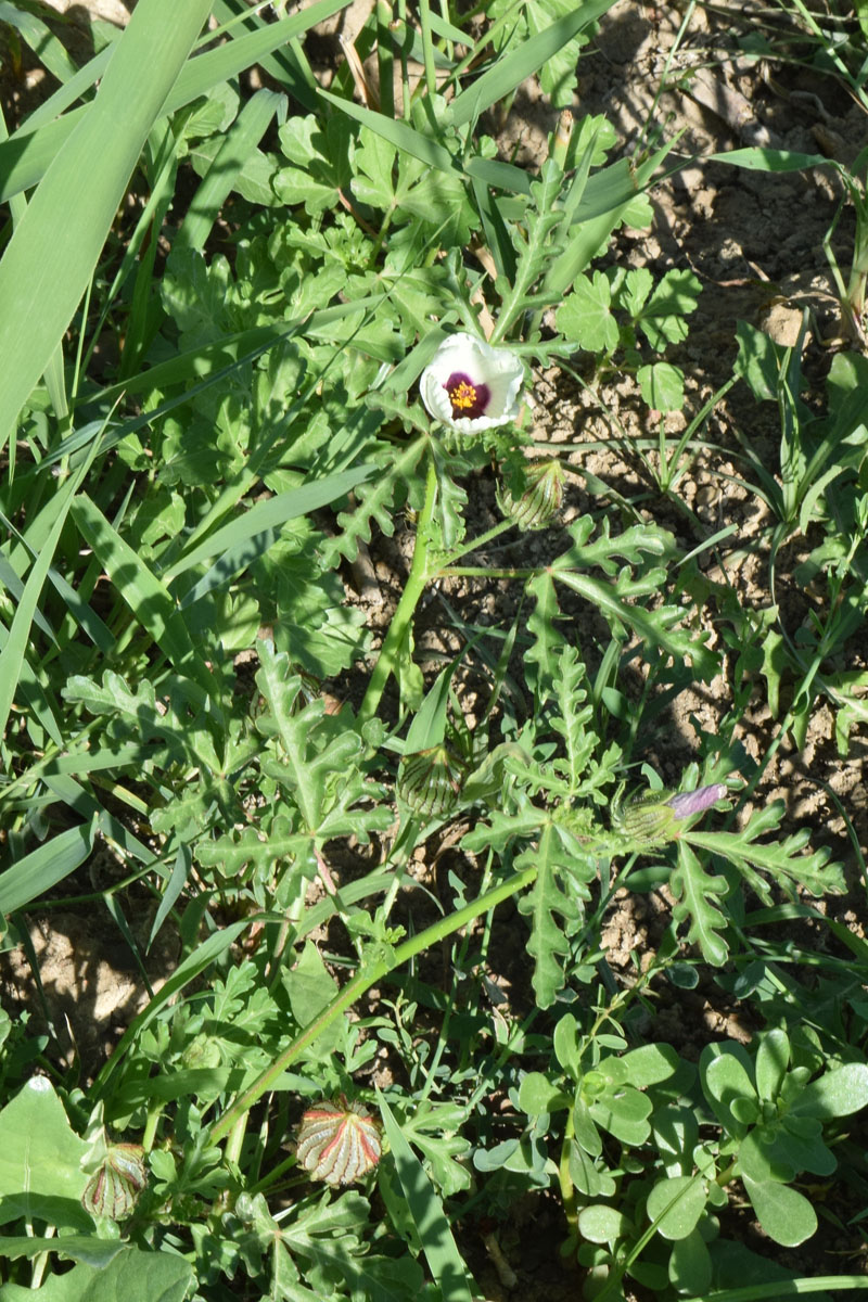 Изображение особи Hibiscus trionum.