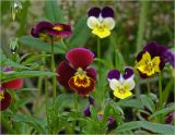Viola wittrockiana