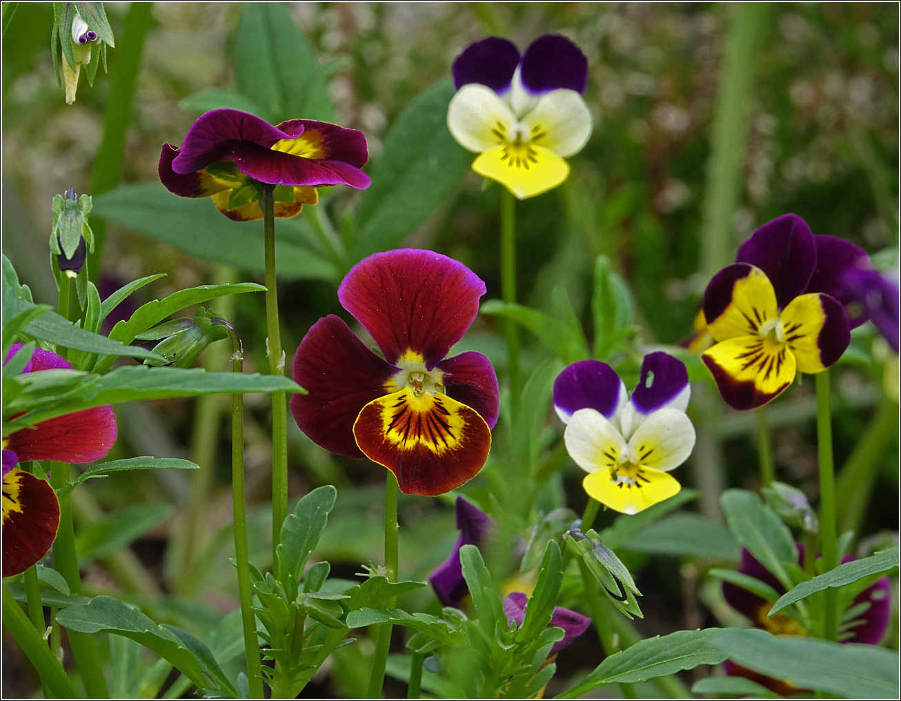 Image of Viola wittrockiana specimen.