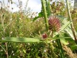 Dipsacus fullonum