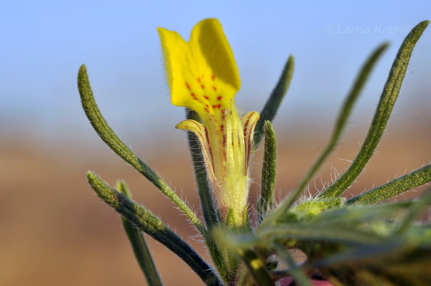 Image of Ajuga glabra specimen.