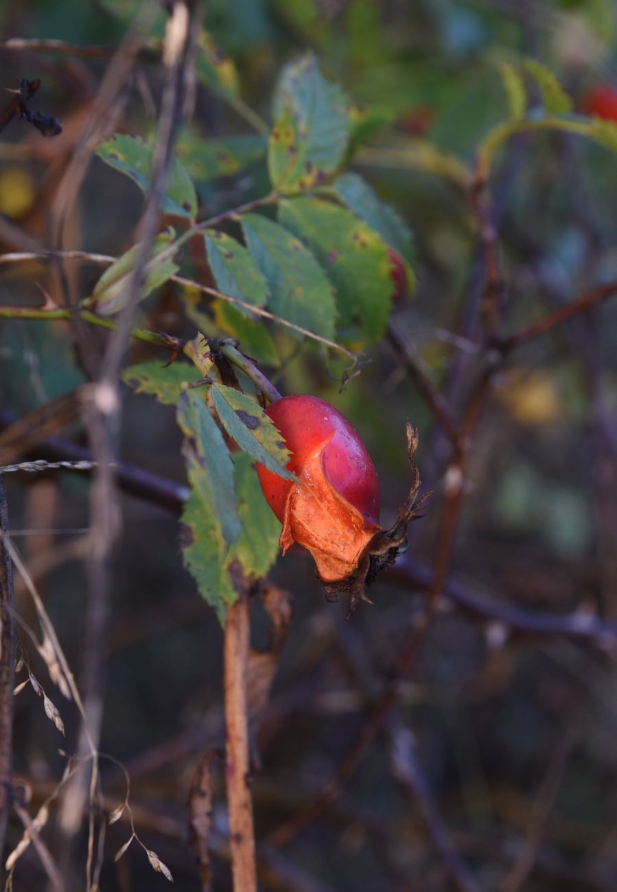 Image of genus Rosa specimen.