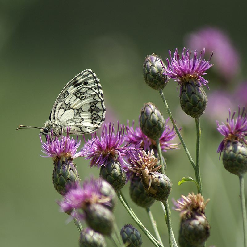 Image of Centaurea adpressa specimen.