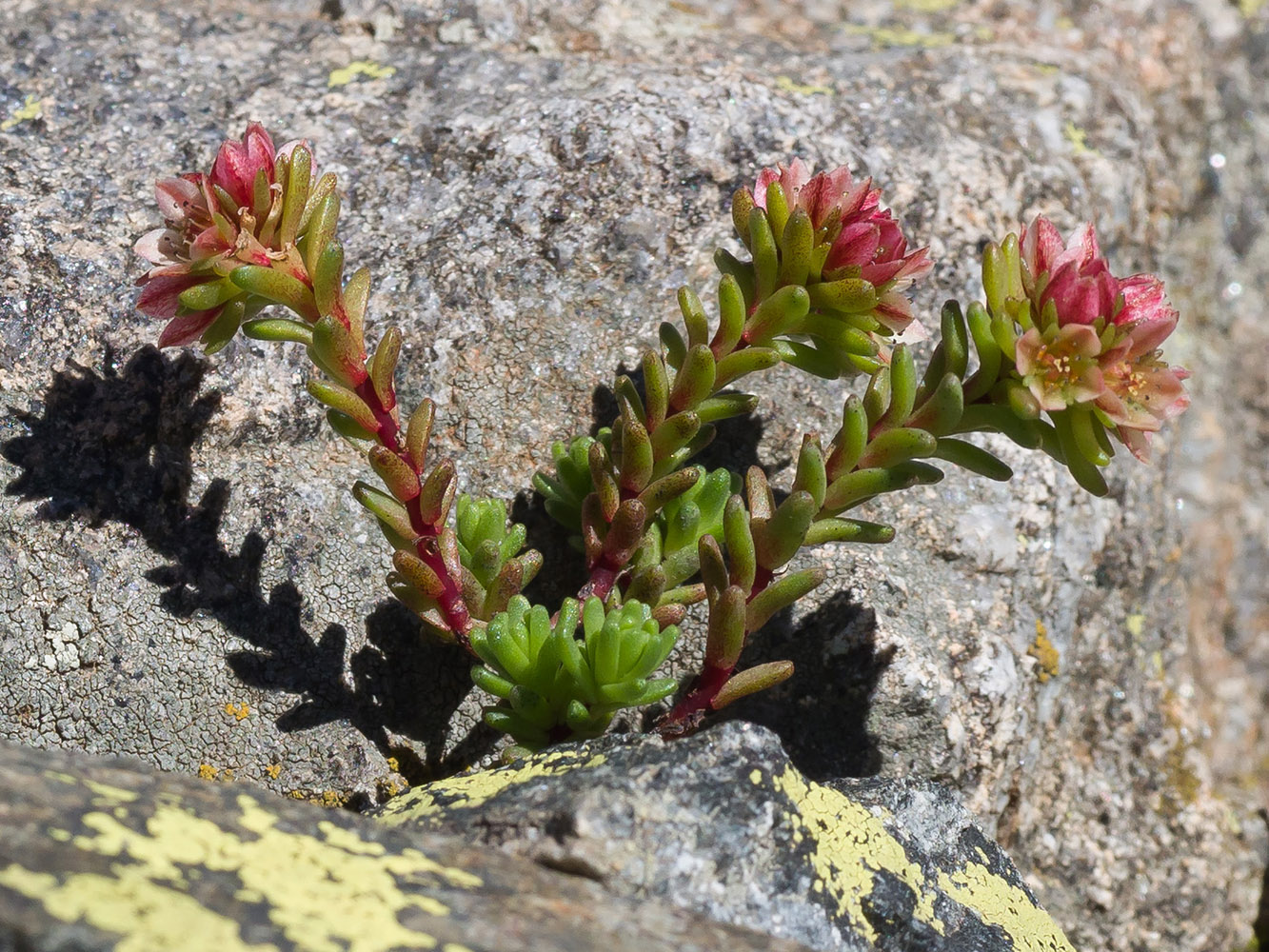 Image of Sedum tenellum specimen.