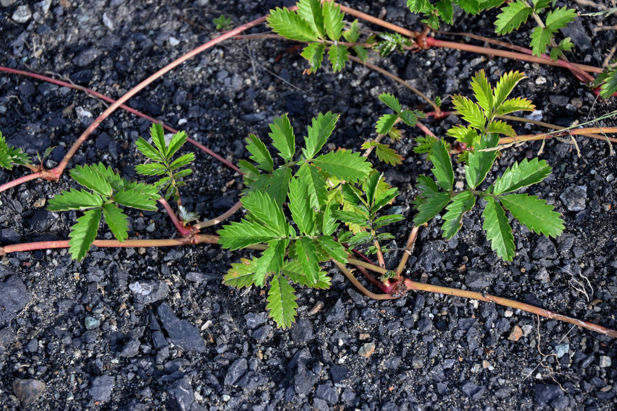 Image of Potentilla anserina ssp. groenlandica specimen.