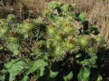 Arctium lappa