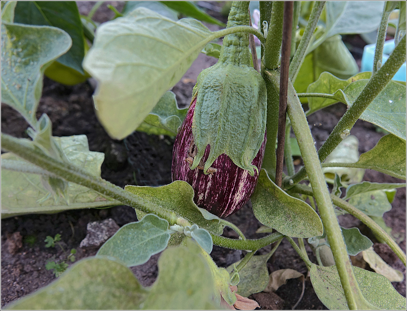 Image of Solanum melongena specimen.