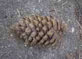 genus Picea