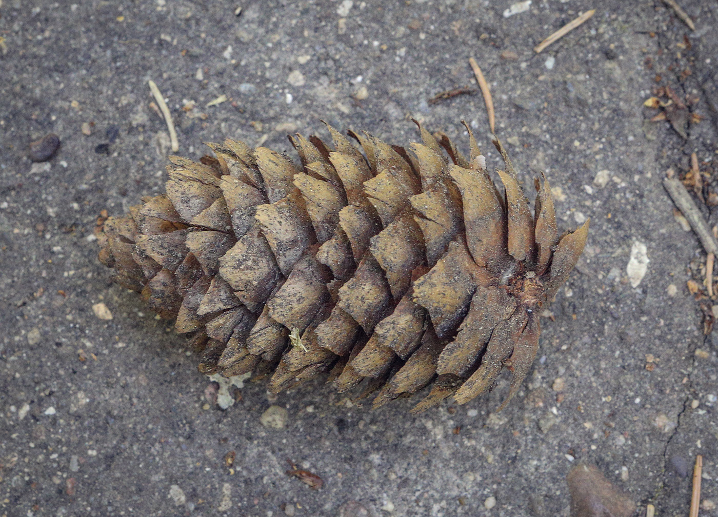 Image of genus Picea specimen.