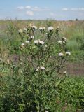 род Cirsium. Цветущее растение. Ульяновская обл, Мелекесский р-н, окр. с. Моисеевка, долина р. Мал. Авраль, надпойменная терраса, солонцеватый луг на границе с полем. 23.07.2022.