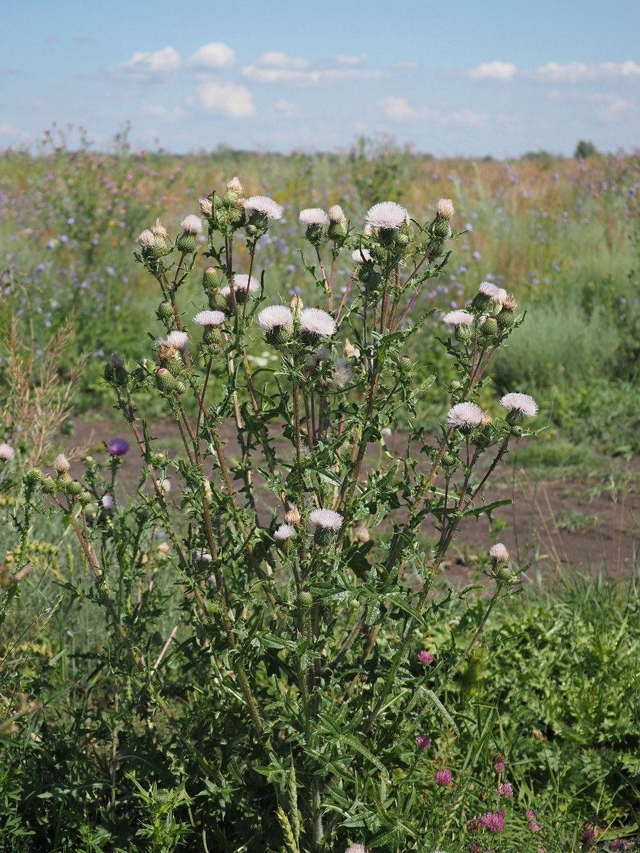 Изображение особи род Cirsium.