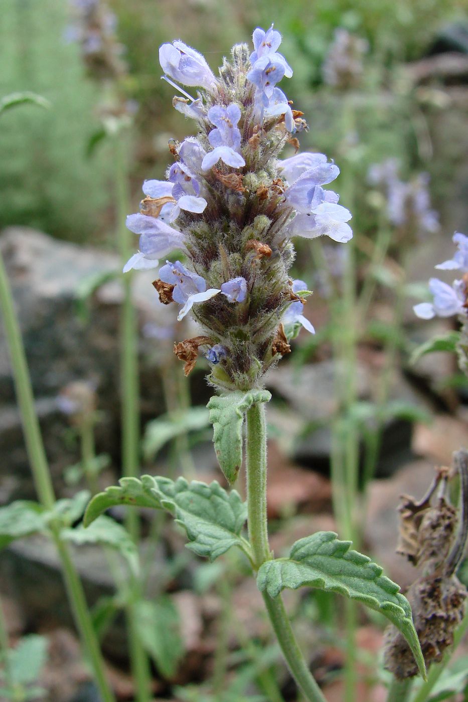 Изображение особи Nepeta alatavica.