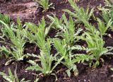 Papaver setiferum