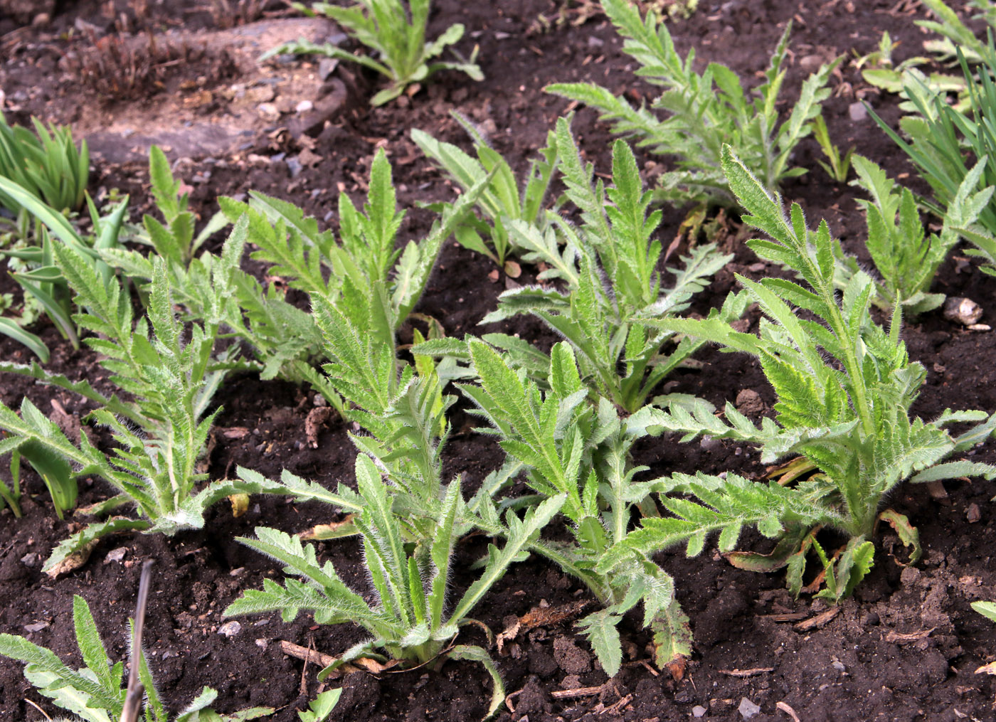 Image of Papaver setiferum specimen.