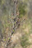 Betula humilis. Средняя часть цветущего растения. Ленинградская обл., Ломоносовский р-н, долина р. Шингарка, закустаренный берег ручья. 22.05.2022.