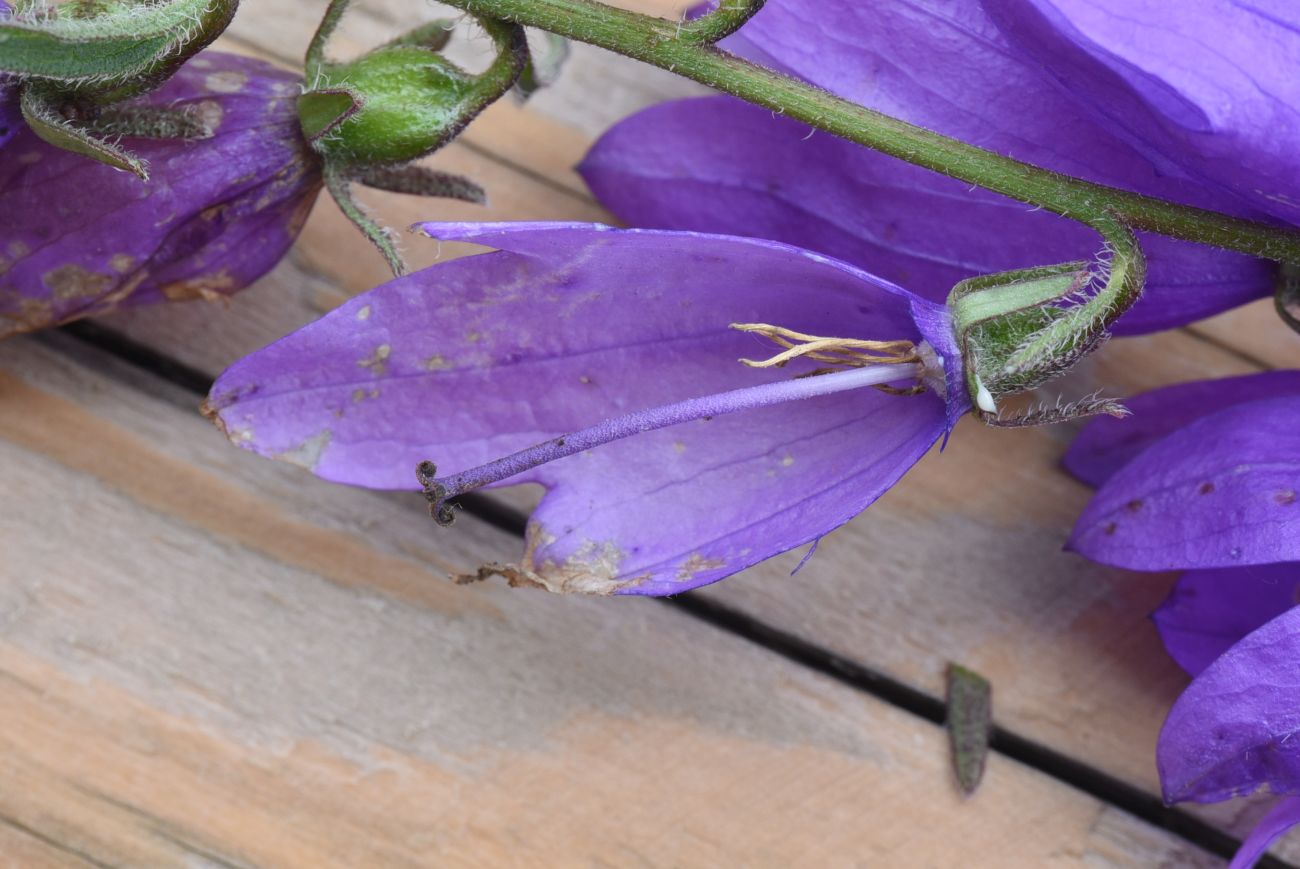 Image of Campanula rapunculoides specimen.