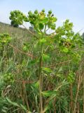 Euphorbia palustris