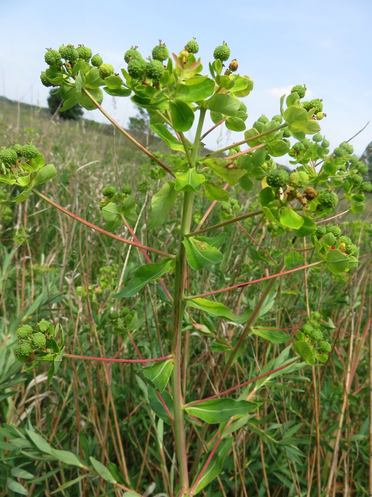 Изображение особи Euphorbia palustris.