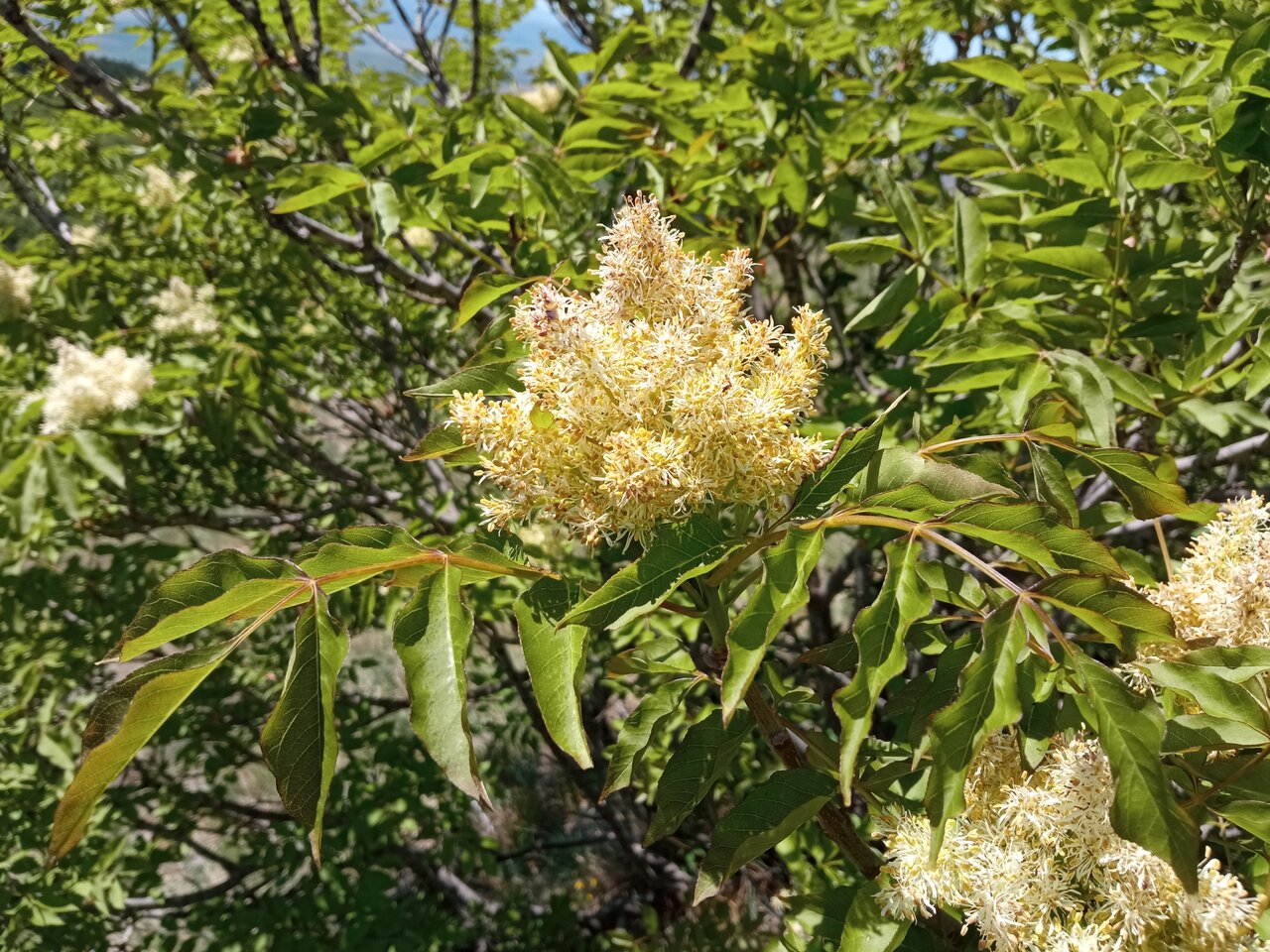 Изображение особи Fraxinus ornus.