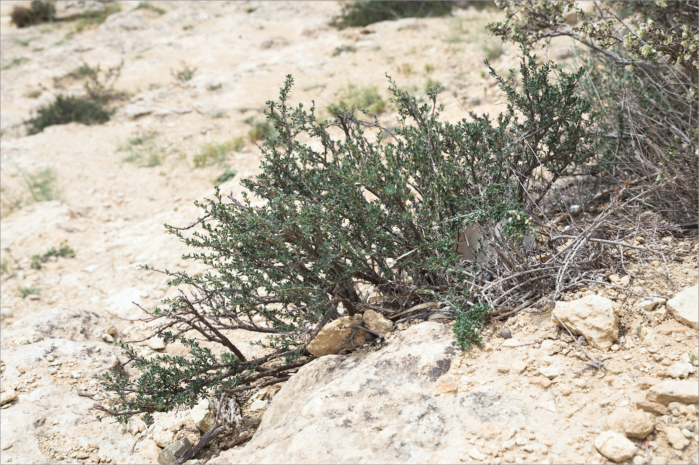 Image of Caragana grandiflora specimen.