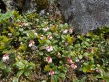 Vaccinium vitis-idaea