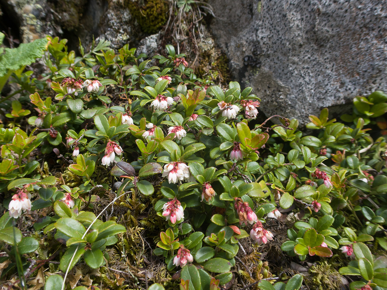 Image of Vaccinium vitis-idaea specimen.