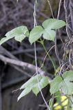 Humulus lupulus