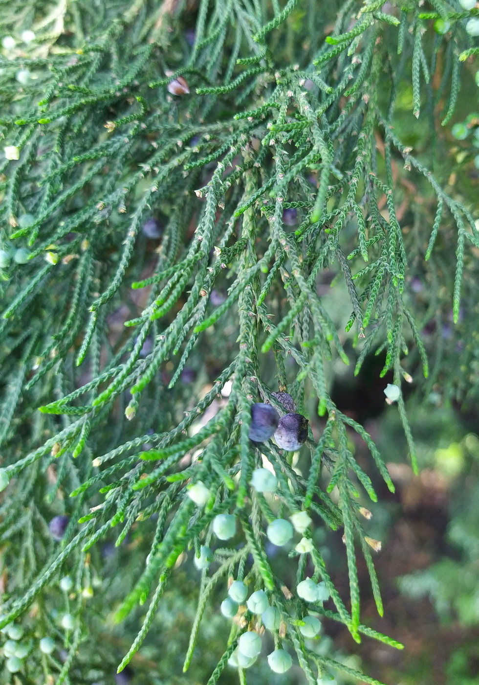 Изображение особи Juniperus virginiana.