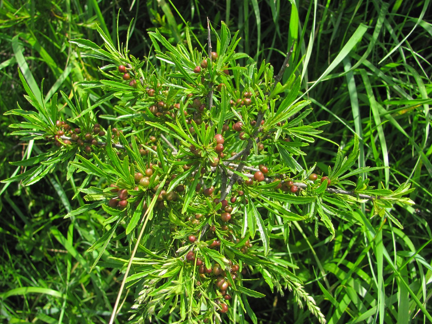 Image of Rhamnus erythroxyloides specimen.