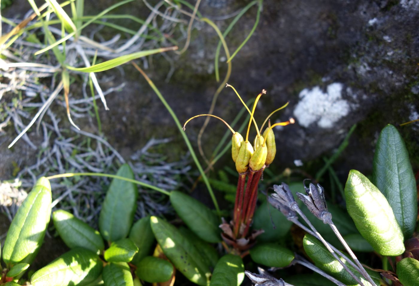 Image of Rhododendron aureum specimen.