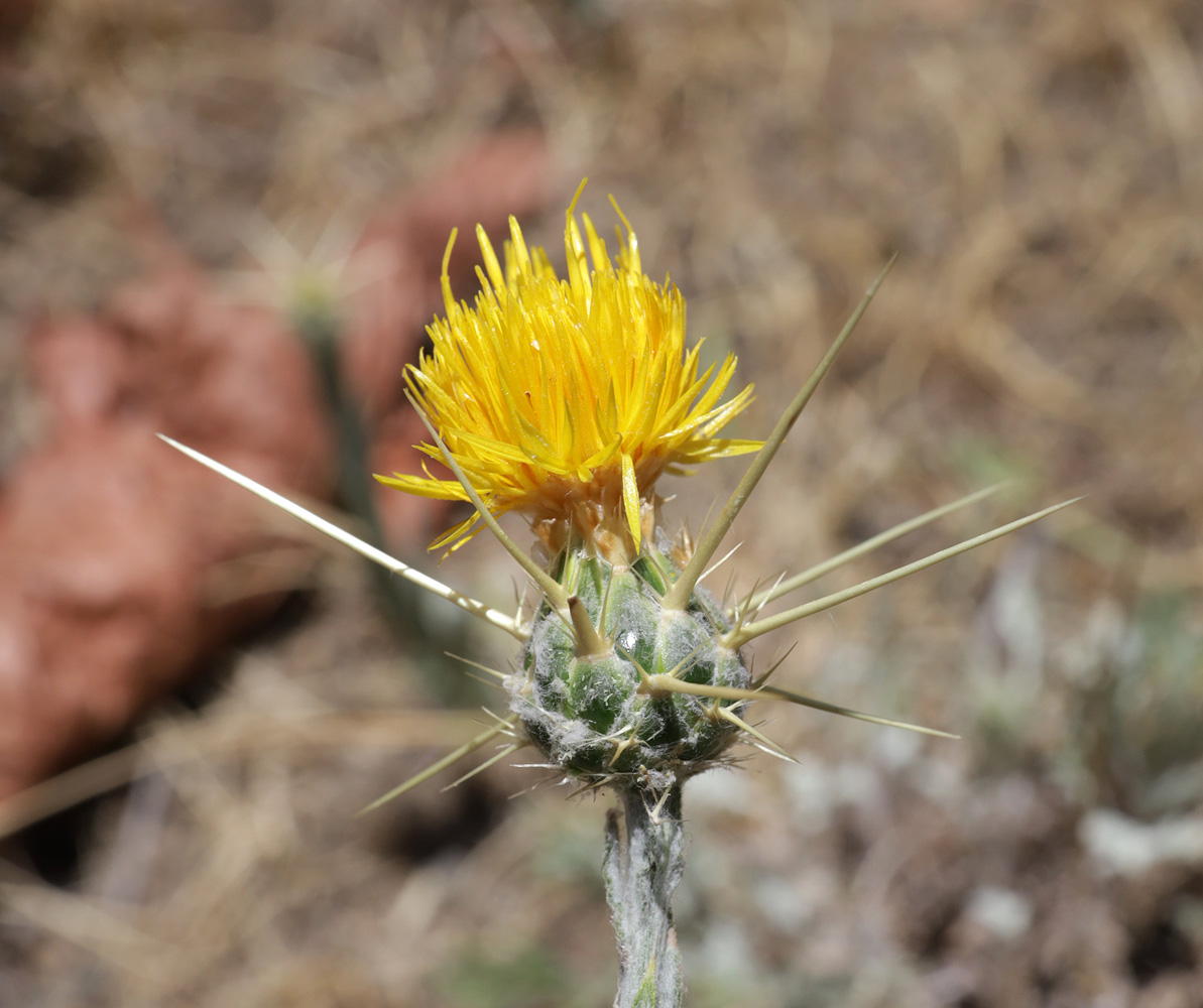 Изображение особи Centaurea solstitialis.