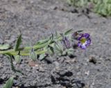 Nonea versicolor. Верхушка побега с соцветием. Дагестан, Агульский р-н, 5 км ССЗ с. Чираг, сланцевая осыпь. 25 июня 2023 г.