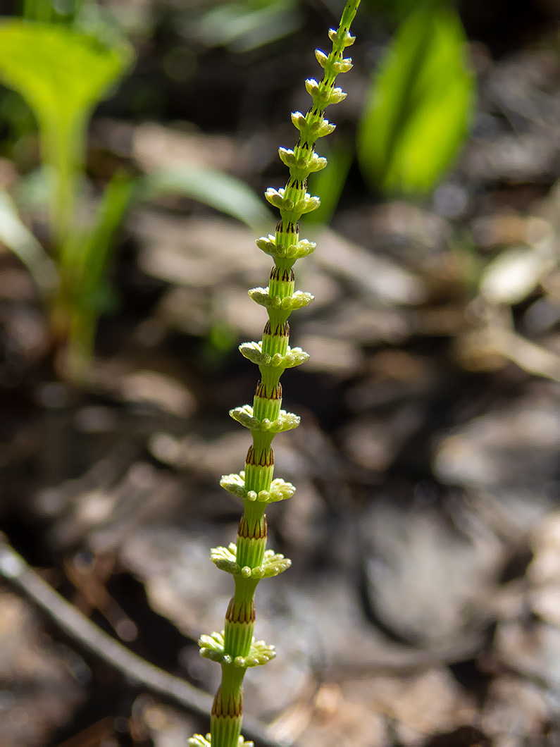 Image of Equisetum pratense specimen.