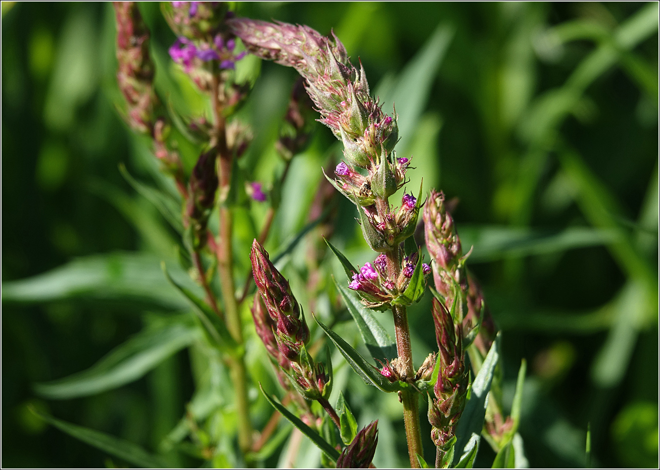 Image of Lythrum salicaria specimen.