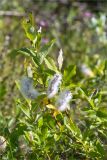 род Salix