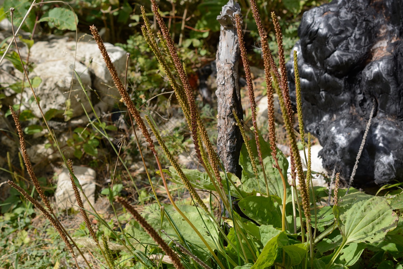 Image of Plantago major specimen.