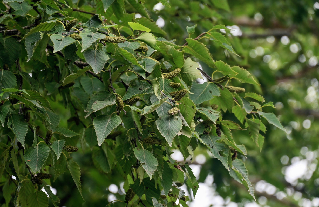 Изображение особи Betula ermanii.