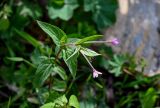 genus Epilobium. Верхушка цветущего растения. Киргизия, Джалал-Абадская обл., Западный Тянь-Шань, долина р. Кара-Суу, ≈ 2000 м н.у.м., каменистый берег реки. 13.07.2022.