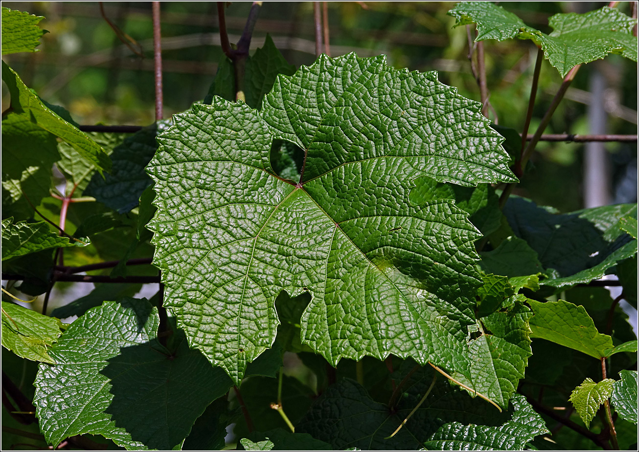 Изображение особи Vitis amurensis.