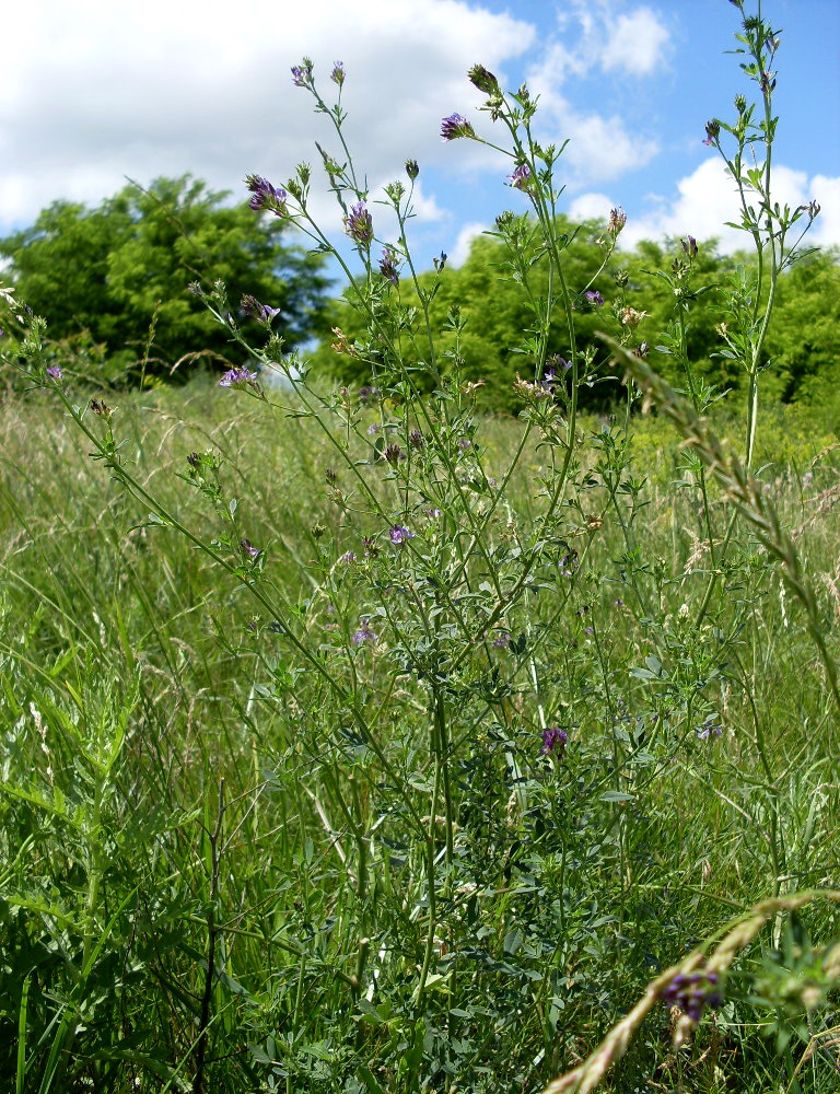 Изображение особи Medicago sativa.