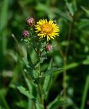 Inula aspera. Верхушка побега с распустившимся и нераспустившимися соцветиями. Оренбургская обл., Гайский гор. округ, Губерлинские горы, луговой склон. 03.07.2023.